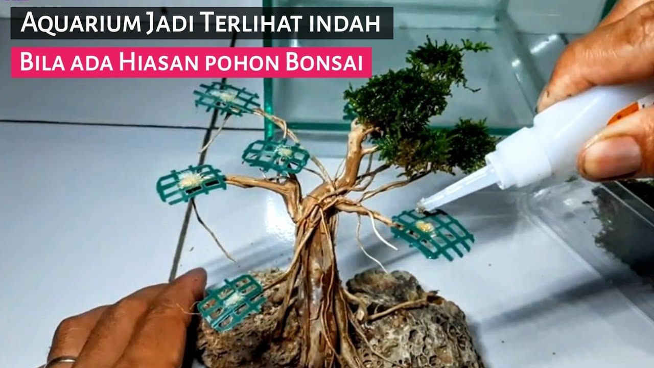 cara membuat Bonsai beringin aquarium YouTube