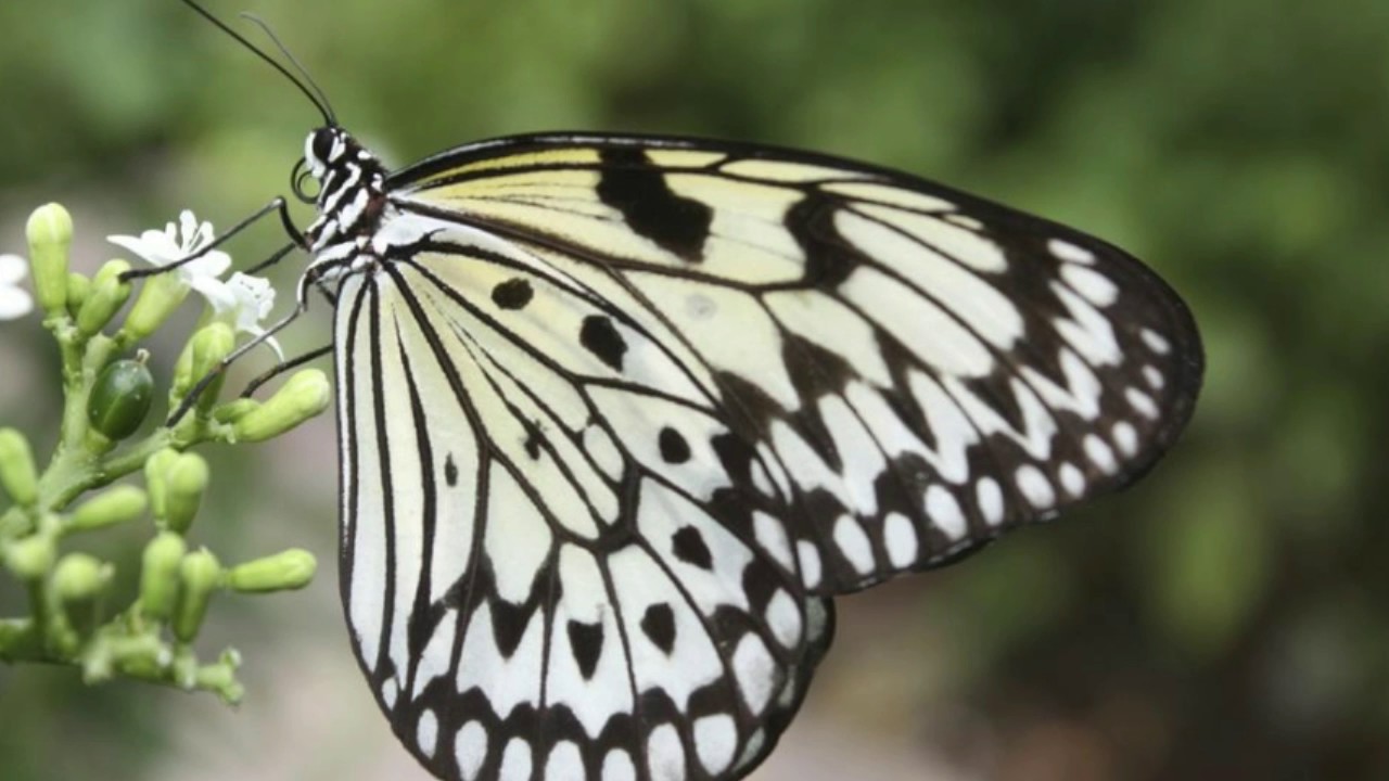 camera iphone 8 plus apk 20 Animals That are Black and White