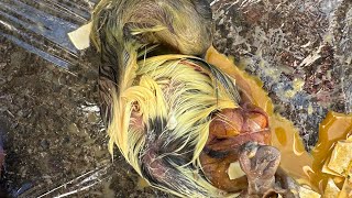 PART II 🐣 One gosling hatched in the incubator and the other didn’t……. by Bobbi Rae Myers 313 views 1 month ago 12 minutes, 30 seconds