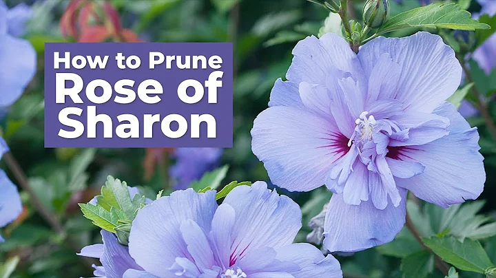 How to Prune Rose of Sharon