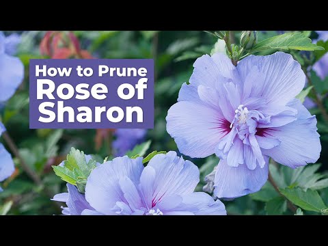 Vídeo: Rose Of Sharon Pruning - Com i quan podar Rose Of Sharon