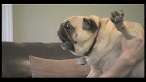 Curb Your Dog - Evil Pug*