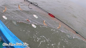 Nghề Lưới Tôm, Dính Thủy Quái Mực Nan Bầu, Tôm Thẻ |Câu Mực Biển Tây #24