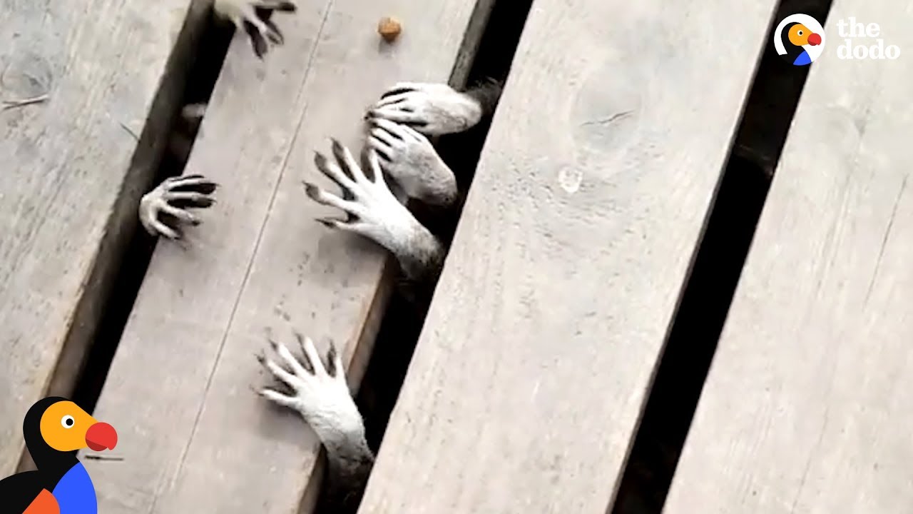 Raccoons Have The Cutest And Creepiest Lil Paws | The Dodo