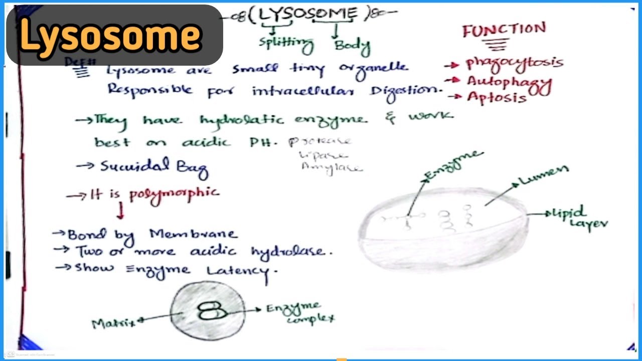Lysosome | Structure & Functions | Suicide Bag of Cell | Class 11 Biology