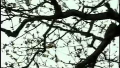 Tìm cha nơi đâu - Châu Thanh