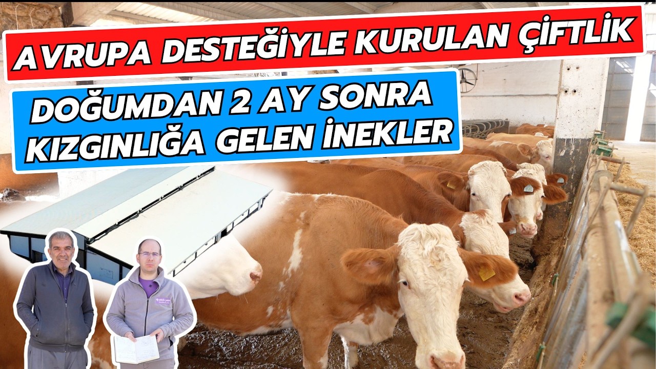 Avrupa Desteğiyle Kurulan Çiftlik | Doğumdan 2 Ay Sonra Kızgınlığa Gelen İnekler