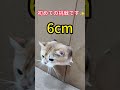 【検証】ミミちゃんはどこまで通れる？💧 穴のサイズをどんどん小さくしてみた #猫は液体 #ミミ #癒し #shorts #cat
