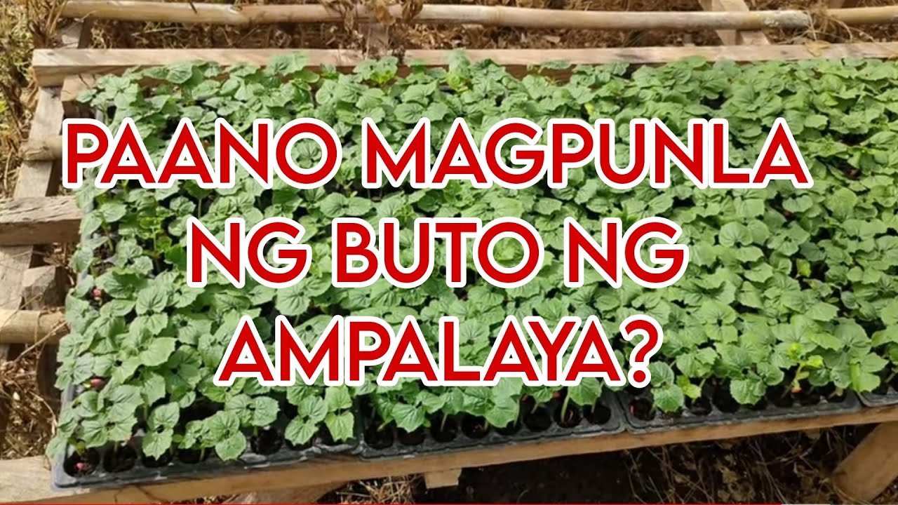 PAANO MAGPUNLA NG BUTO NG AMPALAYA?  #ampalaya #farming  #bittergourd #paano