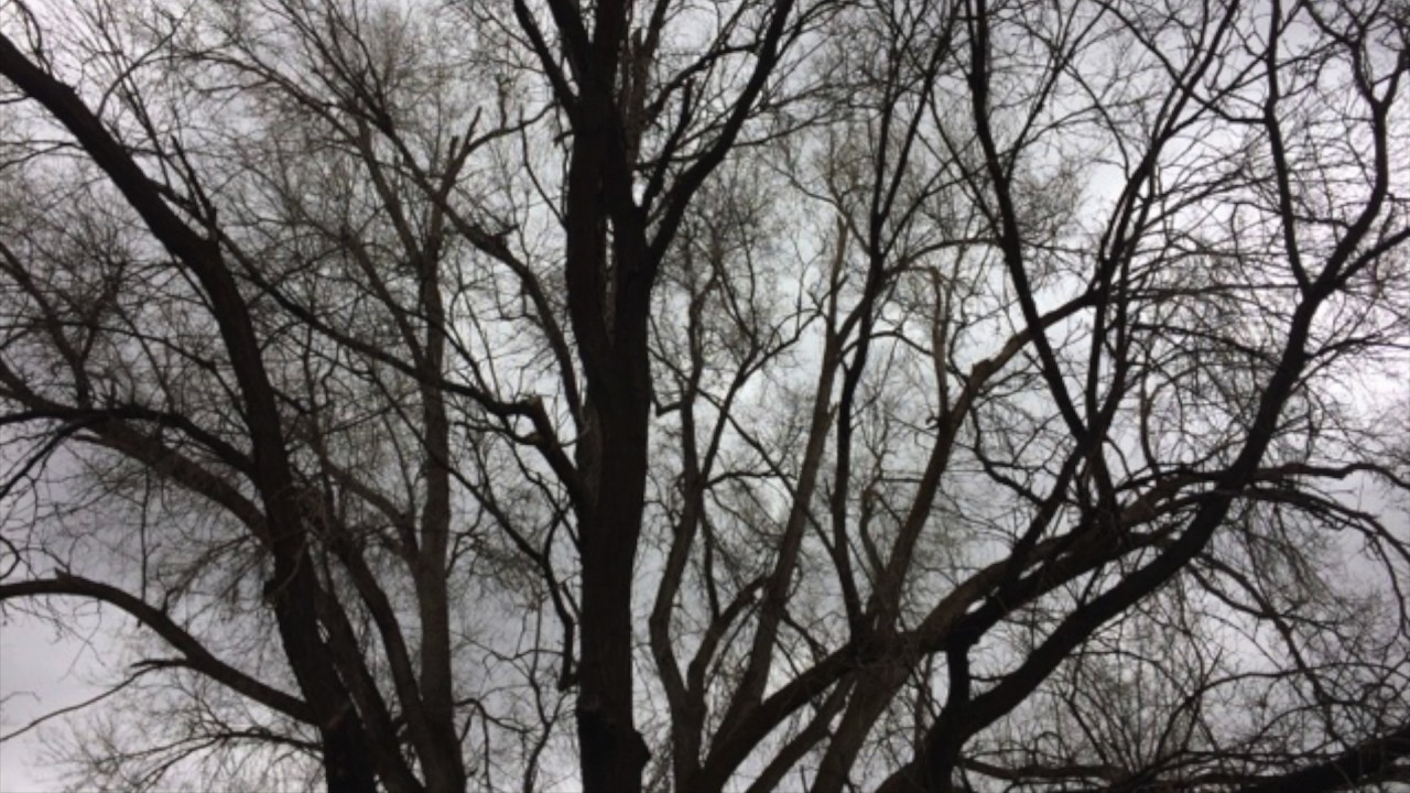Winter Trees and Stormy Clouds Above // Weather Patterns