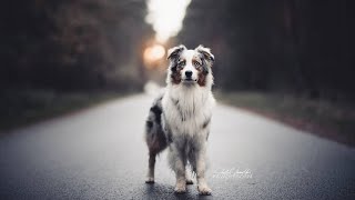 Australian Shepherd