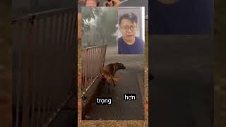 Trời bão nhưng con cờ hó vẫn... #funny #dogs