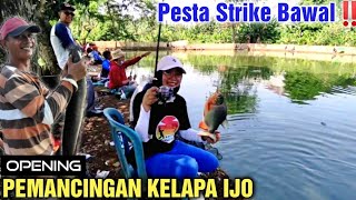 Strike Sampe Pegel‼️Mancing Ikan Bawal || Pemancingan Kelapa Ijo || Spot Mancing Terbaru