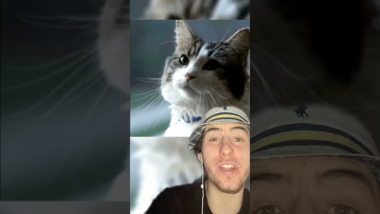 Ce Chat Arrive Pr Dire La Mort Shorts