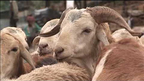 Livestock research for food security and poverty reduction