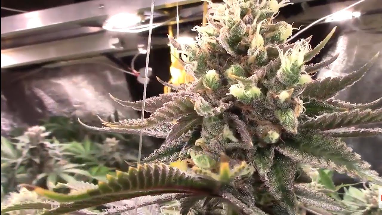 Full Organic Indoor Cannabis Grow