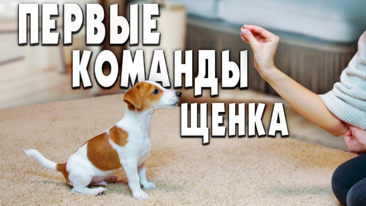 команды дрессировки собак