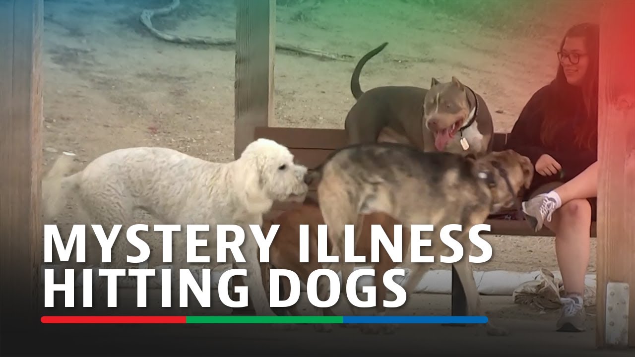 Mystery illness affecting dogs across United States YouTube