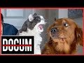 💥SI TE RIES PIERDES💥 Nivel ANIMALES 8😹-RECOMPILACION VIDEOS GRACIOSOS 2018-YOU LAUGHT YOU LOSE-😹