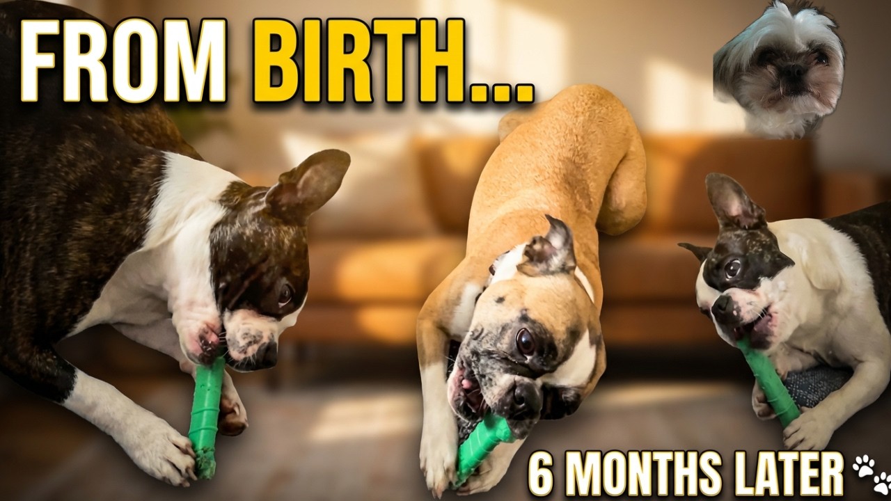 👉 We Watched Them Be Born… Now Look at Them 🐾 #bostonterrier #puppies #shitzu #dogs