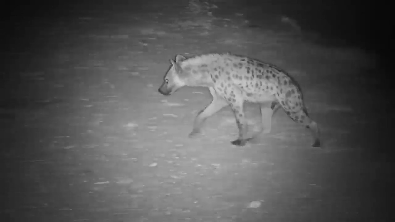 camera iphone 8 plus apk Djuma: Lone Hyena drinking - 20:57 - 08/24/19