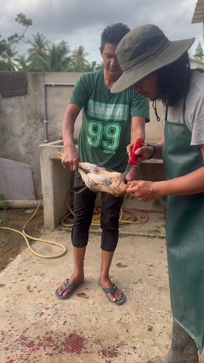Sembelih Ayam Kampung #butcher #chicken #animals  #nature