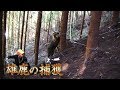 【罠猟】「痕跡」と「罠設置」と「雄鹿の捕獲」【有害捕獲】