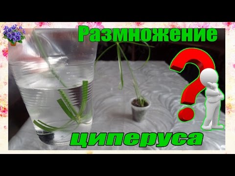 Video: Rastline papirusa: Kako gojiti papirus