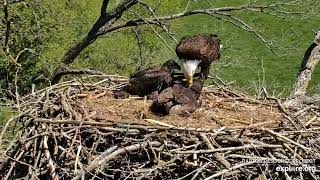 Decorah Eagles - North Nest 12.05.2024