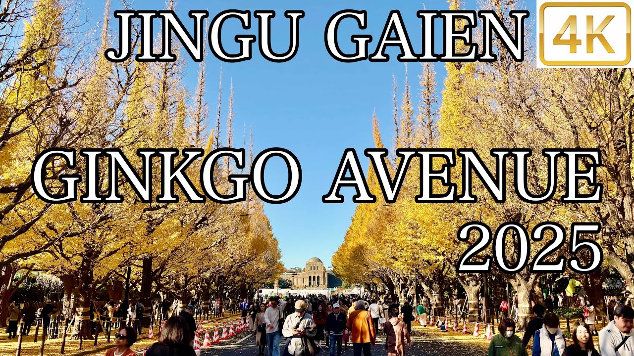 信濃町駅 〜 神宮外苑いちょう並木 2025 JINGU GAIEN GINKGO AVENUE  4K
