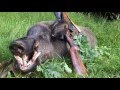 🐗Keilerjagd 2016- Tagjagd auf Medaillen Keiler/ Medal Class Wild Boar Hunt