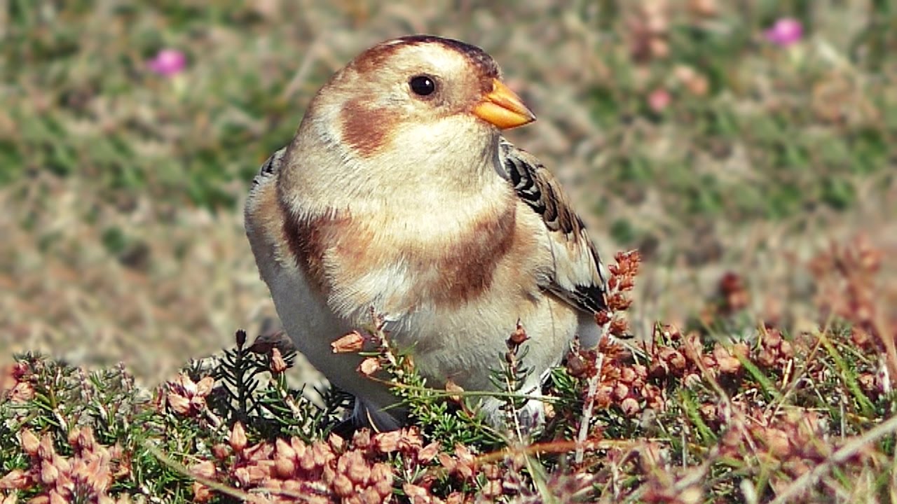Snow Buntings at Godrevy : Snow Bunting