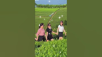 Check in đồi chè đẹp nhất Việt Nam/Về miền đắm say/bài hát hay, cảnh đẹp