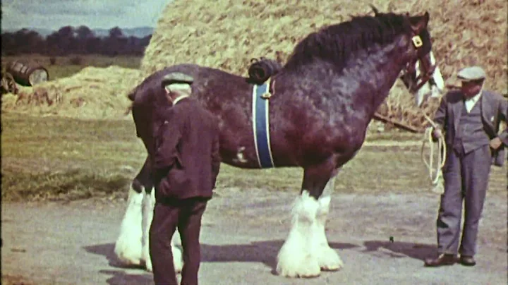 Edge of Extinction | Clydesdale: Saving the Greate...