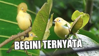 ASYIKNYA MELIHAT PULUHAN JENIS BURUNG PLECI BERKOLONI DI AVIARY SEMI ALAM SEHABIS HUJAN