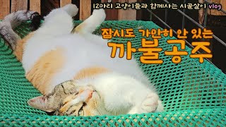 잠시도 가만 안 있는 까불이 고양이 / 12마리 고양이들과 함께 하는 시골살이 vlog