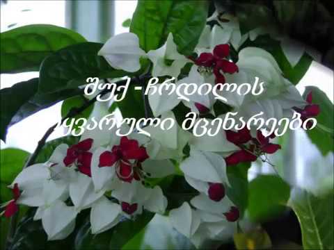 ორქიდეომანია # სინათლე, მცენარეების მოთხვნა სინათლის მიმართ, განათების როლი, ნაწილი 1