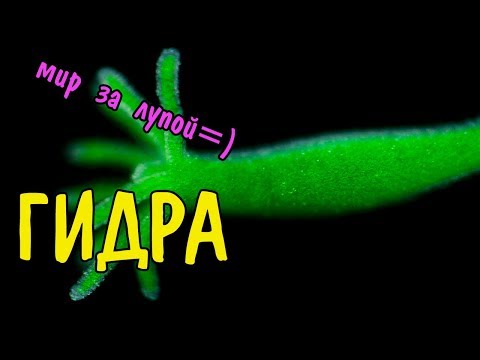 БЕССМЕРТНОЕ СУЩЕСТВО. ГИДРЫ В АКВАРИУМЕ. HYDRA AQUARIUM