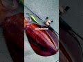 big cumi  #seafood #fypシ #sea #mancing