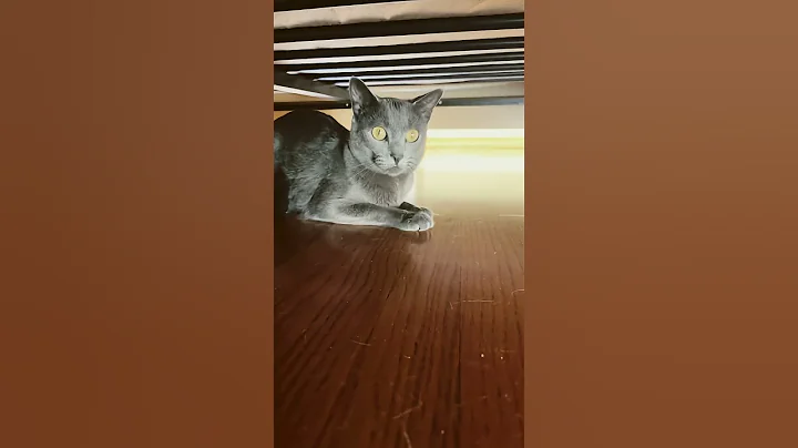 Video 11300141: cute russian blue cat