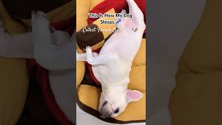 Cutest French Bull Dog  | This Is How He Sleeps 