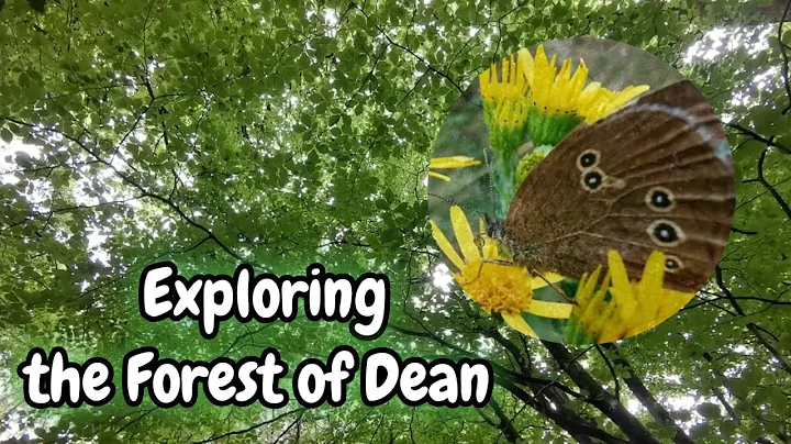Exploring the Forest of Dean | Speech House Woodla...