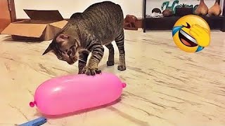 Funny Cat Videos 2022 |  Funny Cats And Dogs | Funny cats Compilation | #19😻@CuteHubTV @CuteAsian