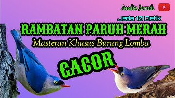 MASTERAN RAMBATAN PARUH MERAH GACOR SPEED RAPAT