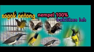 Download lagu Audio pikat sogok ontong durasi panjang 100 nempel buktikanlah Audio pikat sogok ontong durasi panjang 100 nempel buktikanlah