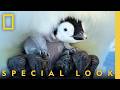 Emperor Penguin Mom Reunites with Family | Secrets of the Penguins | National Geographic