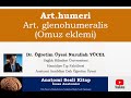 Art. humeri / Art. glenohumeralis / Omuz Eklemi