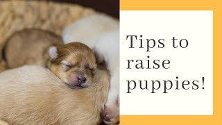 How to take care of abandoned puppies (Urdu/Hindi)