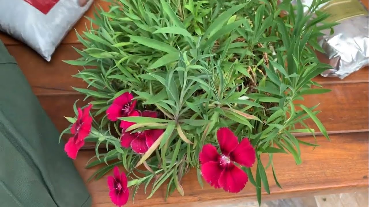 Tudo para você saber plantar flores em vasos - thptnganamst.edu.vn