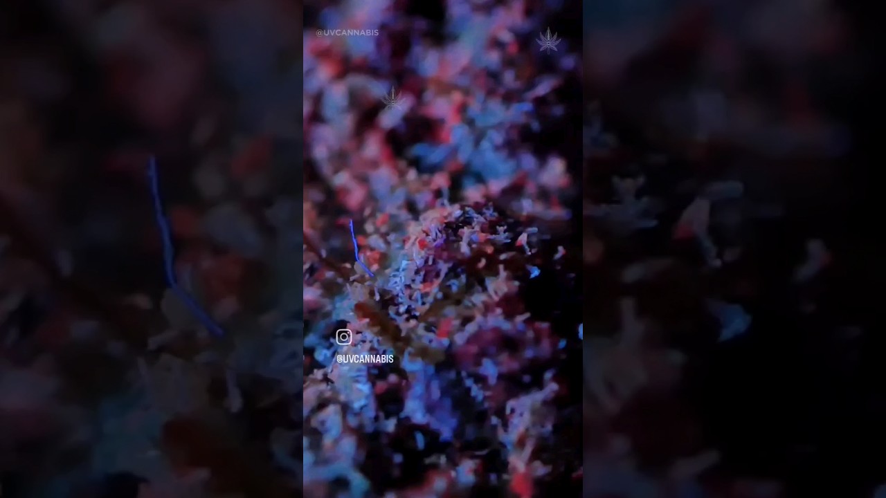 you won't believe what cannabis looks like under black light...
